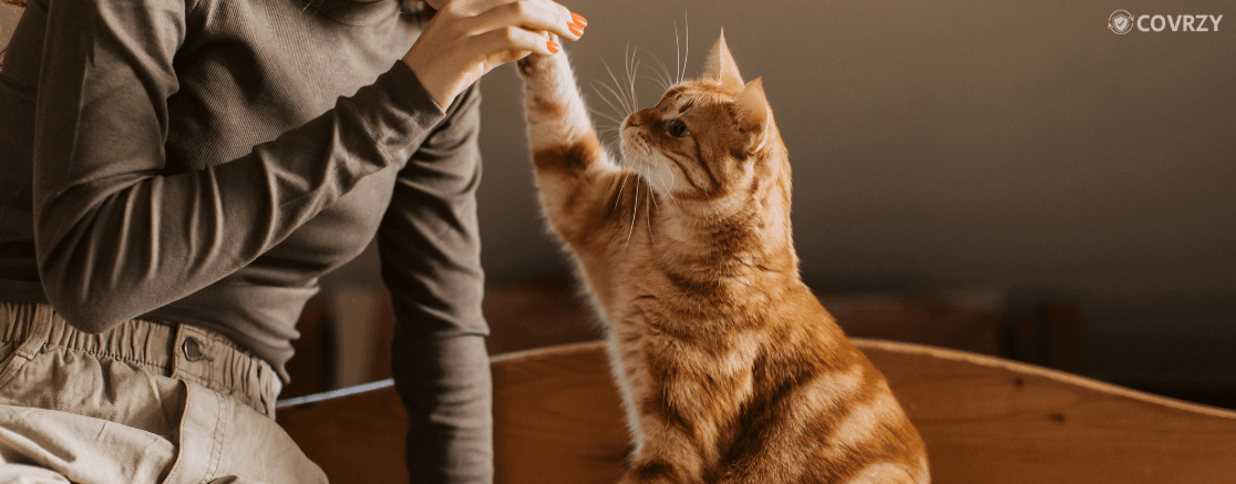 Pet Insurance In India mid blog image 2.png